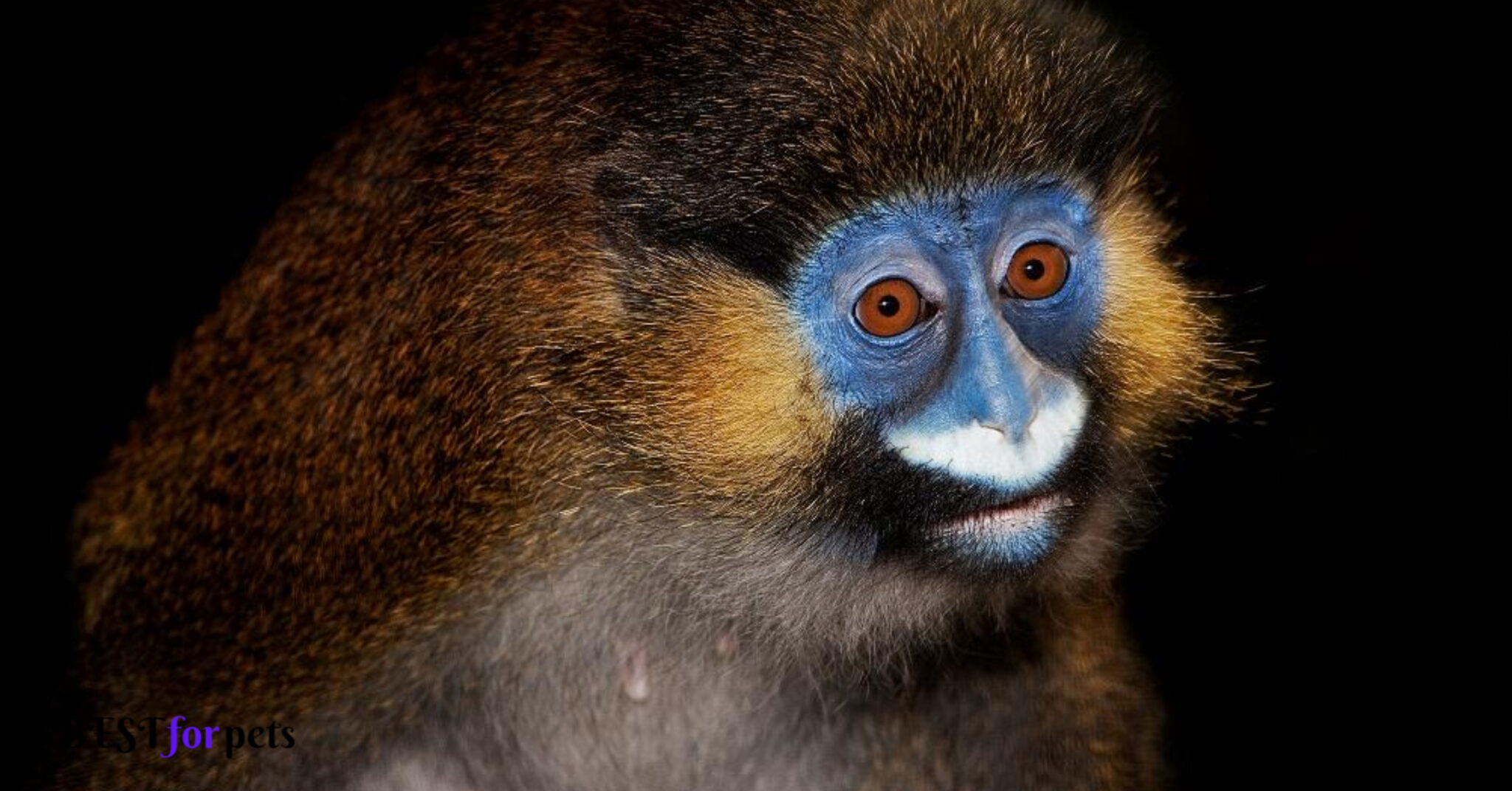 Top 10 Ugly monkeys in the world | ugly monkeys pictures