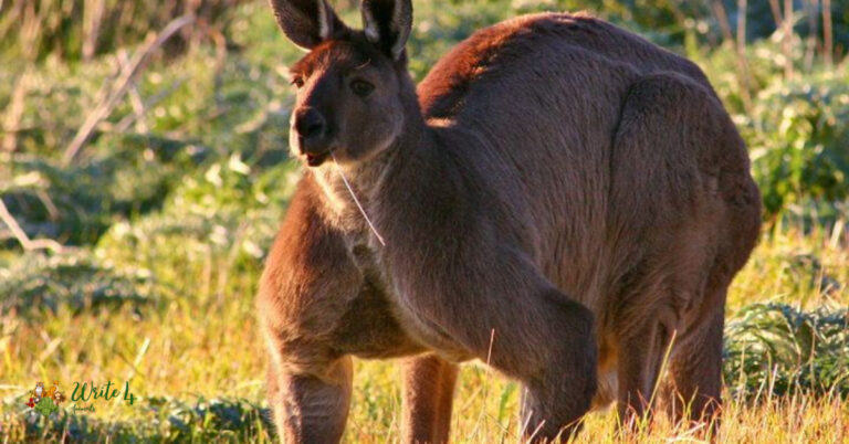 How Strong Are Kangaroos