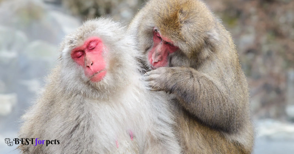 Japanese Macaque 