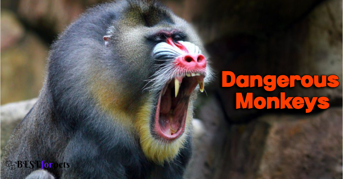Most Dangerous Monkeys in the World