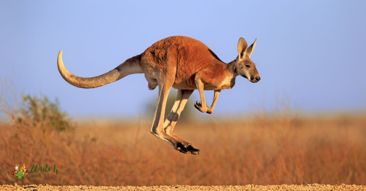 How Strong Are Kangaroos