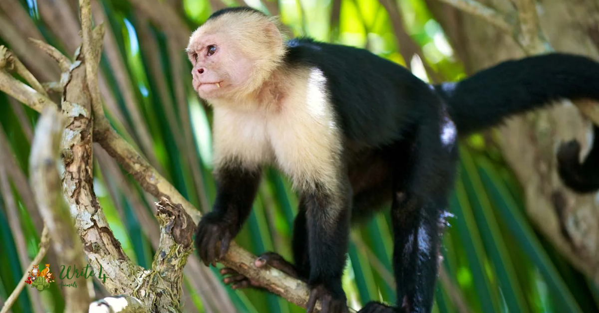 Capuchin Monkey (