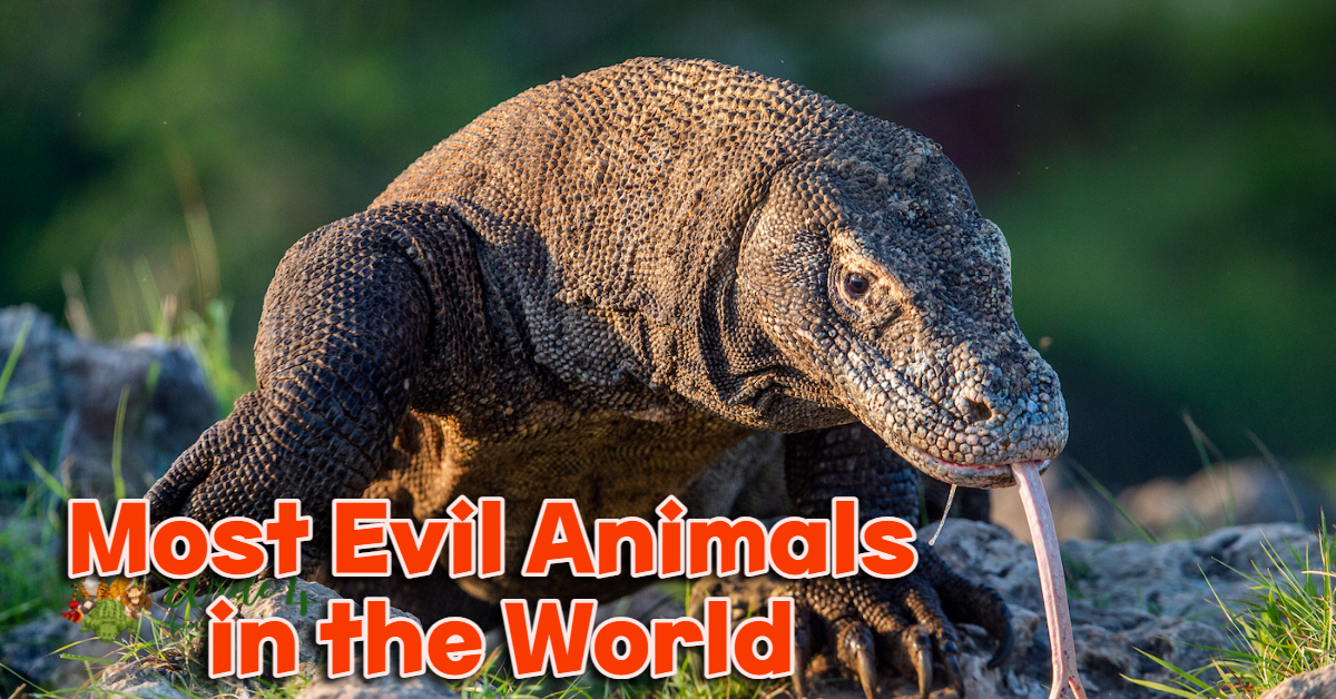 Most Evil Animals in the World