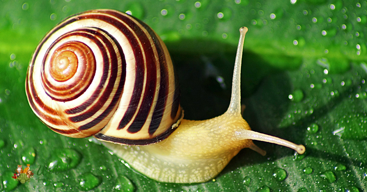 Snail 