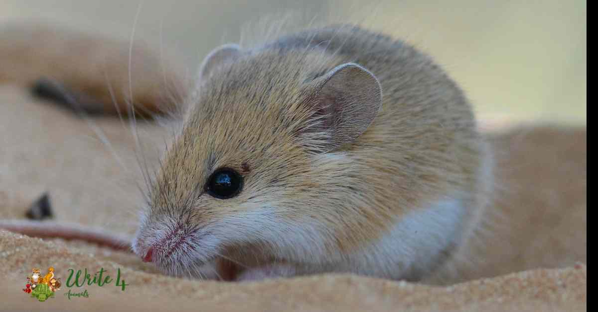 African Pygmy Mouse