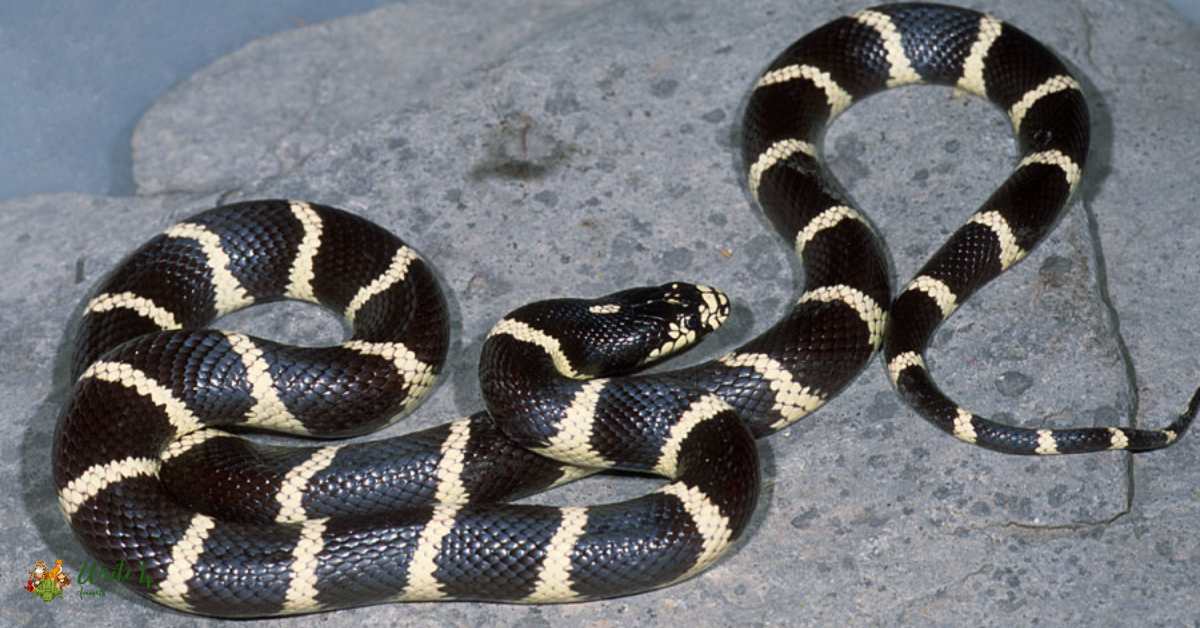 Banded California Snake