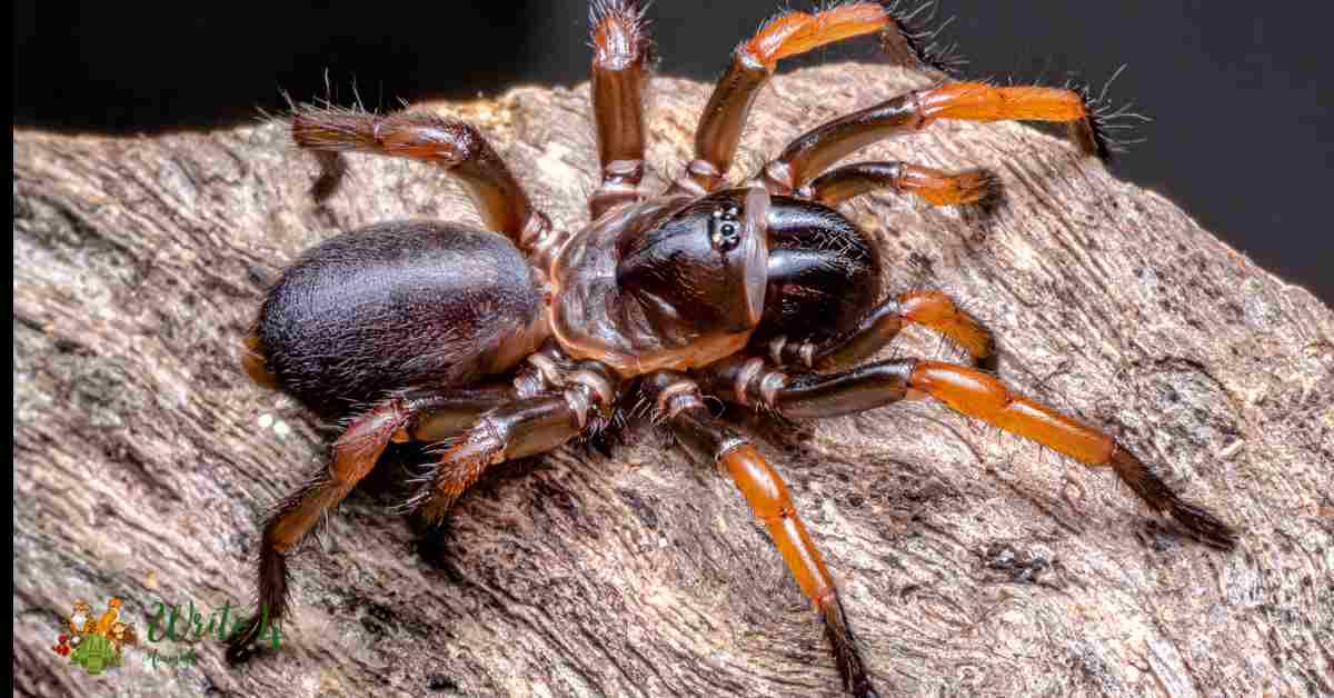 How long can spiders survive without food?