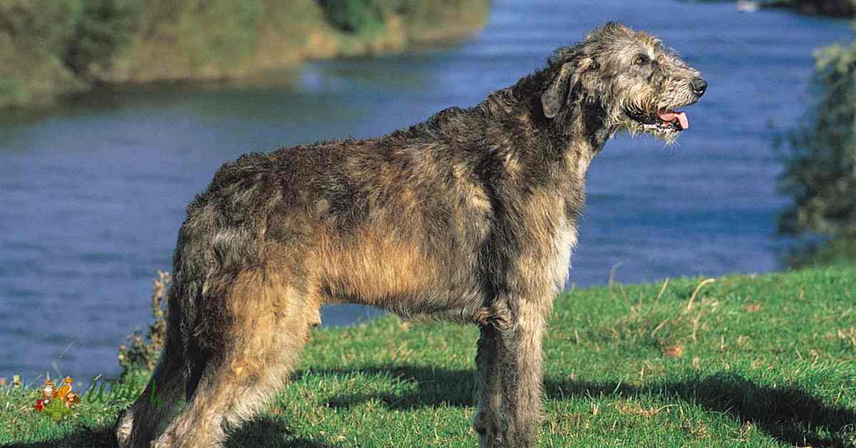 Irish Wolfhound 