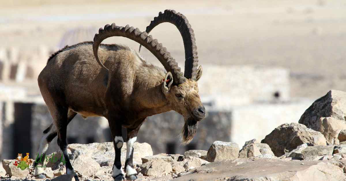 Israelite Goat