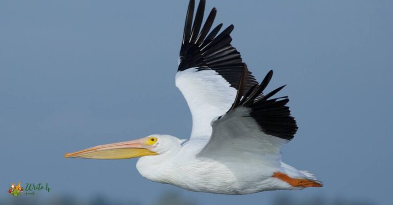 White birds in florida