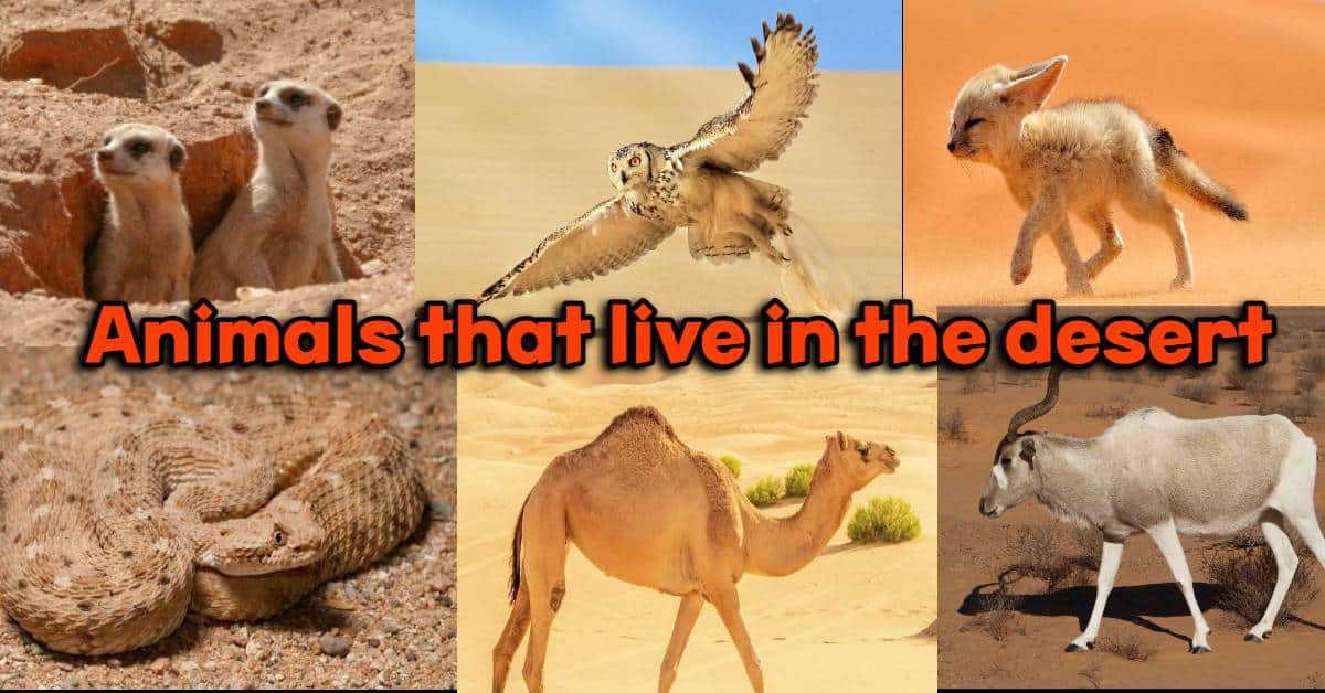 Animals that live in the Desert