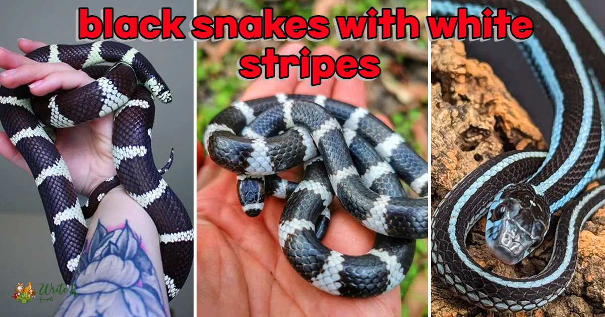 black snakes with white stripes