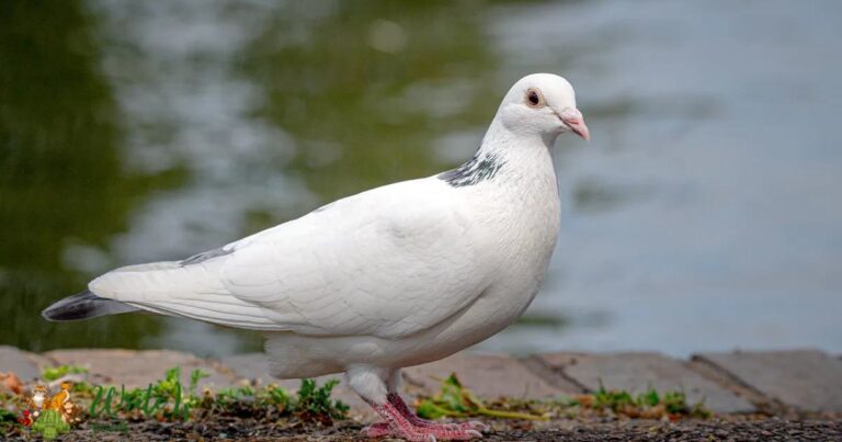 Albino Pigeon