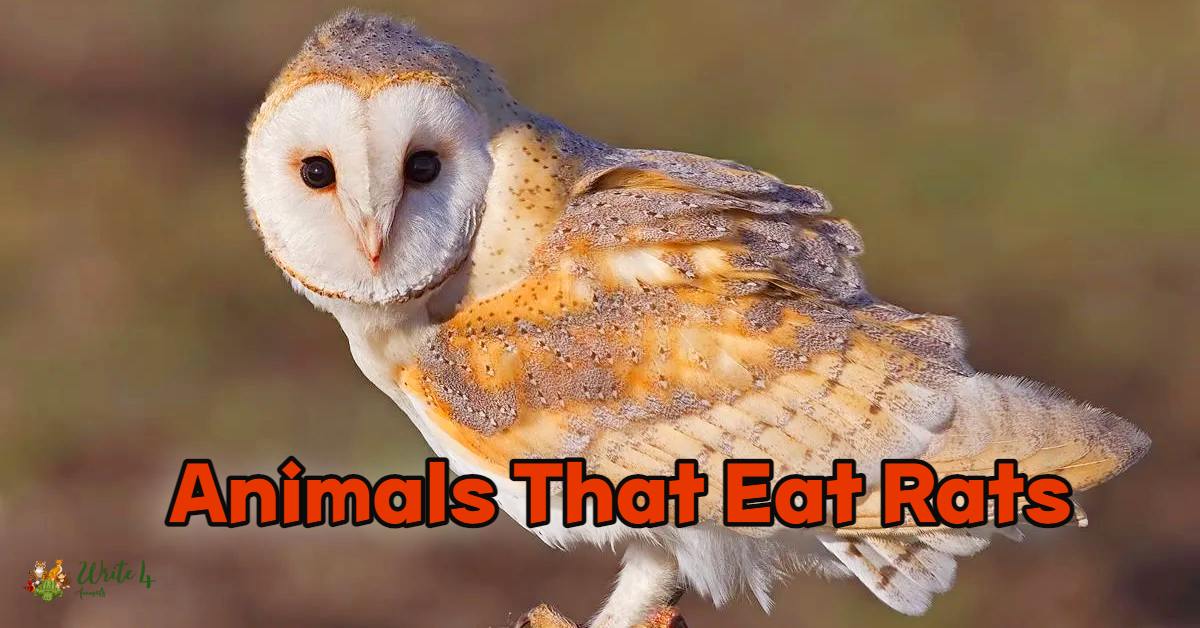 Animals That Eat Rats 