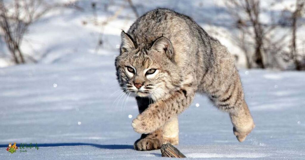 Are Bobcats Dangerous