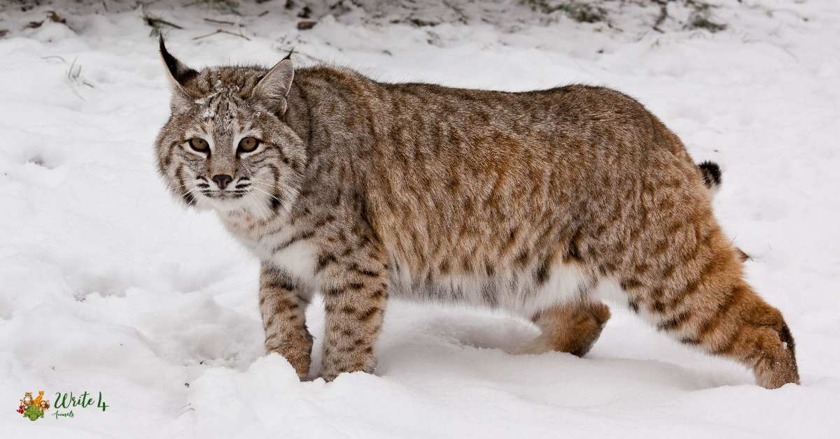 Are Bobcats Dangerous to Humans