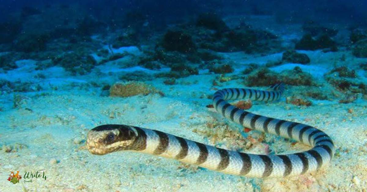 Bighead Sea Snake