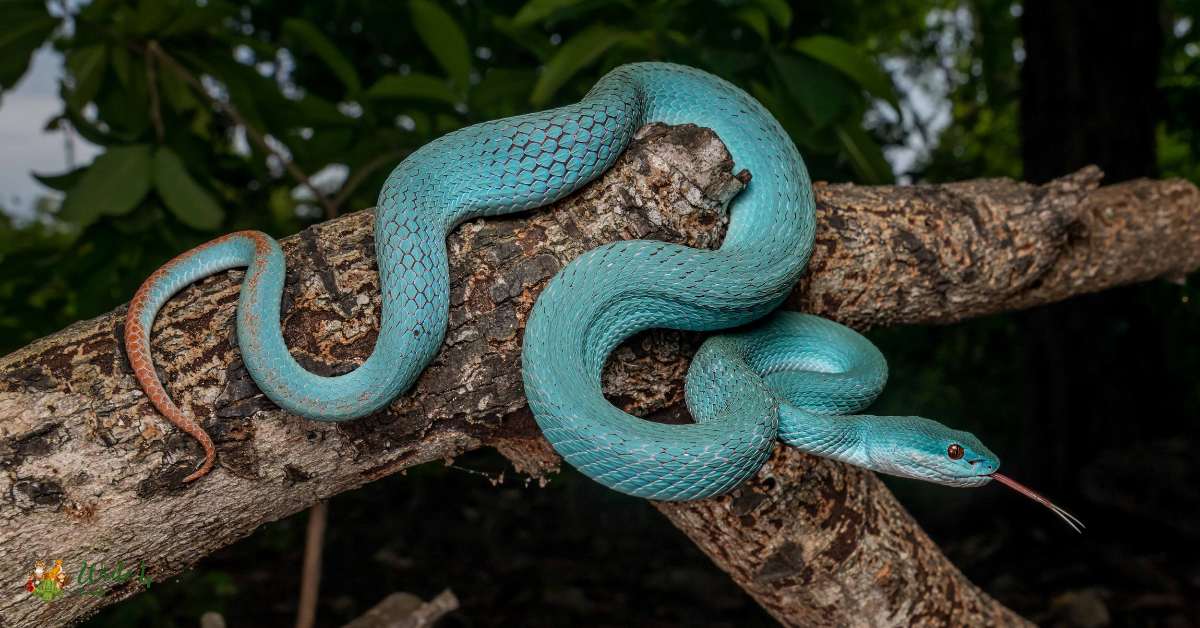 Blue Insularis Viper
