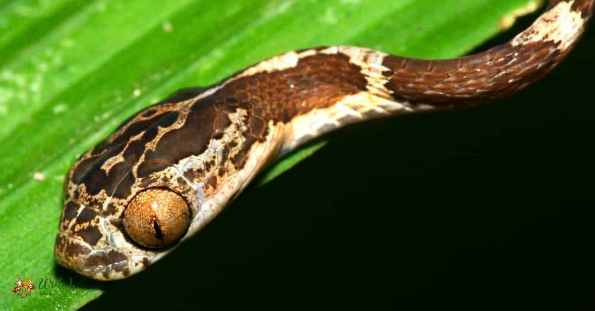 Blunt-Headed Tree Snake