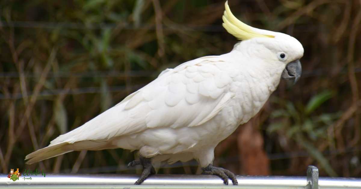 Cockatoo