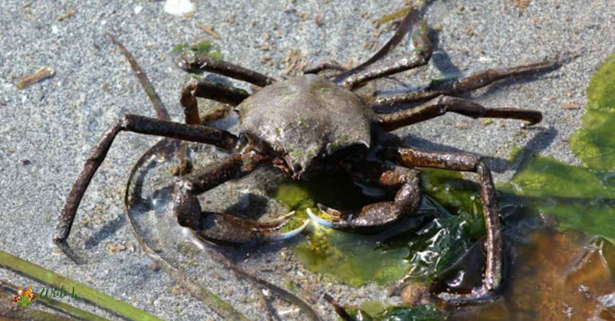 Kelp Crab