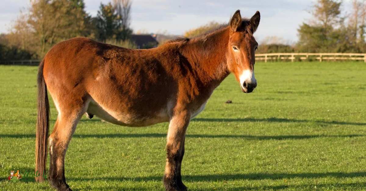 Mule
