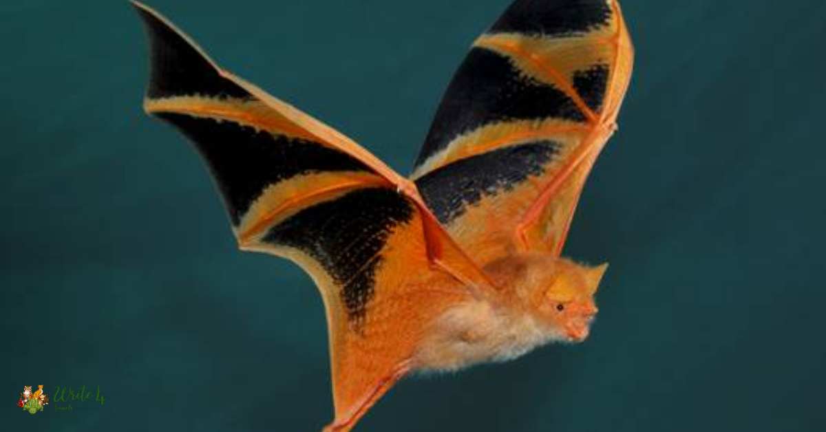 Painted Bat