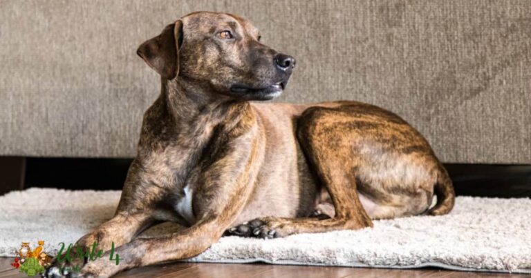 Plott Hound Pitbull Mix