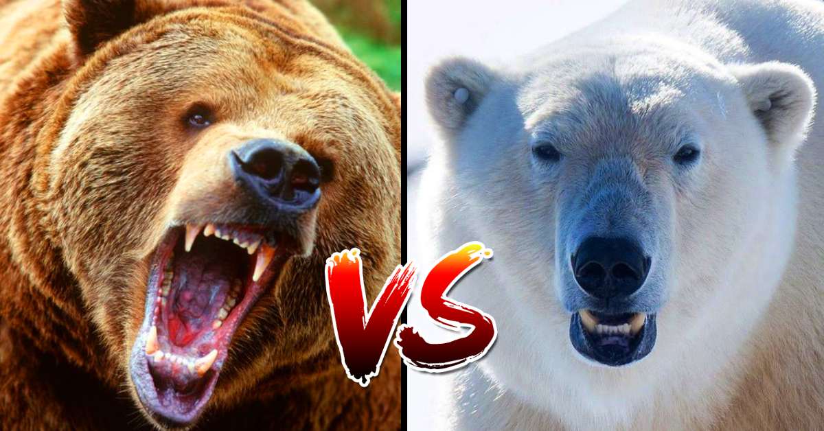 Polar Bear vs Kodiak Bear