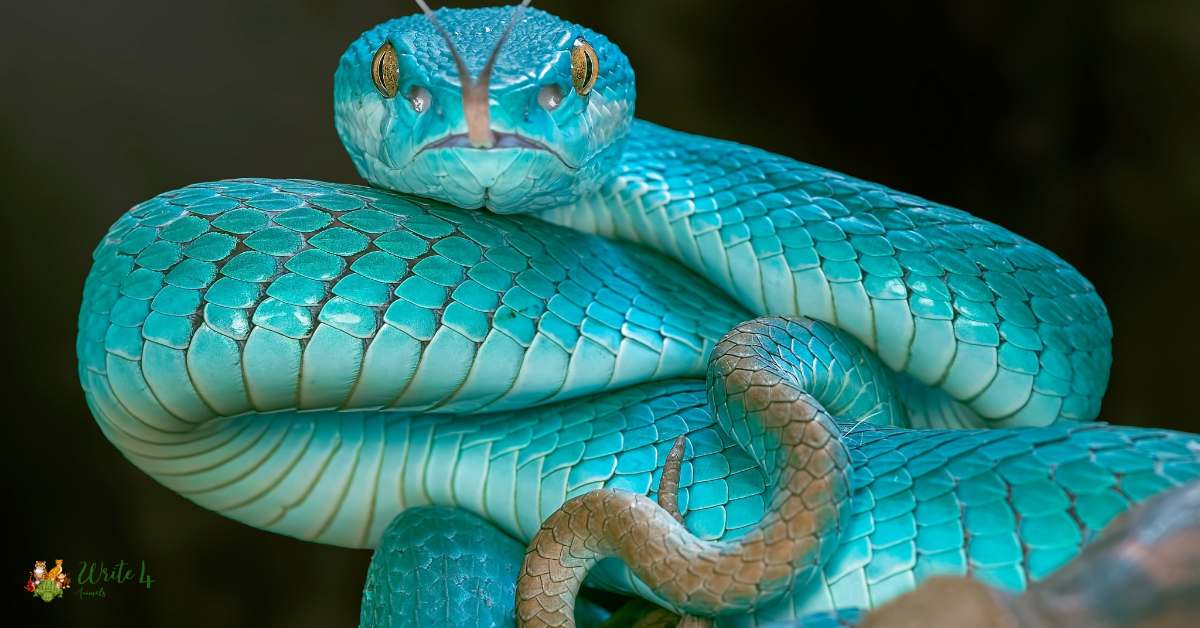Prettiest Snake in the world