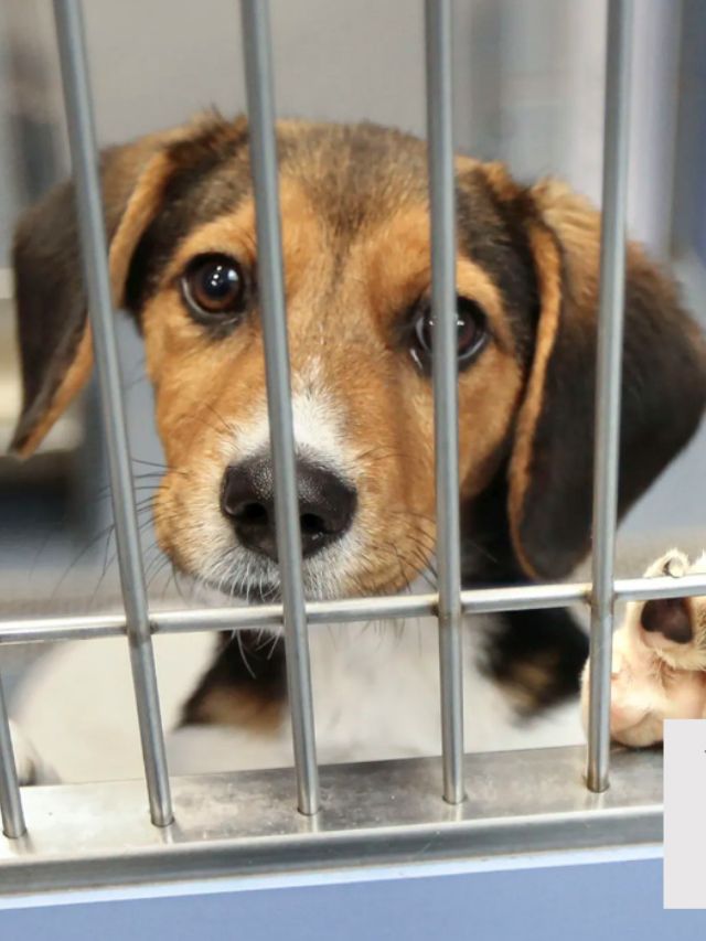 US animal shelters in ‘crisis’ from surge in unwanted dogs