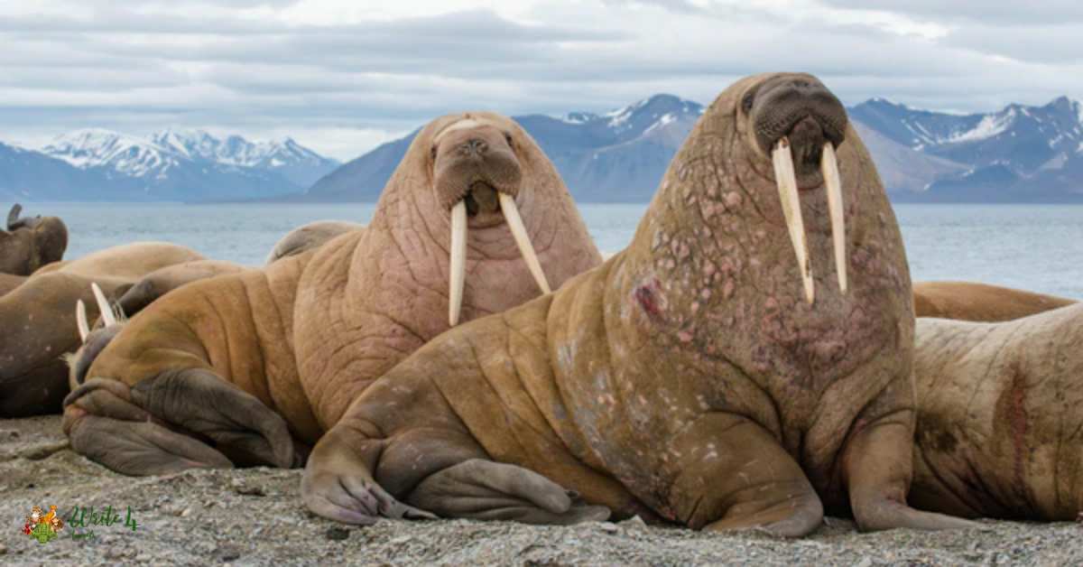 Walrus