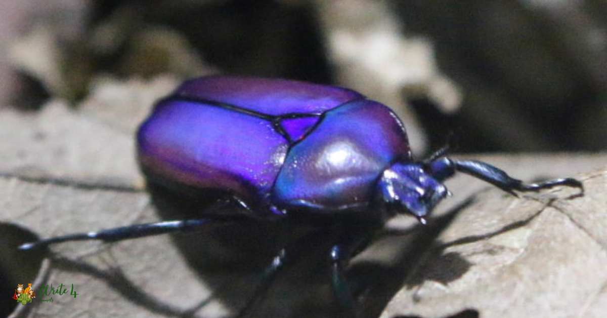 Purple Jewel Beetle 