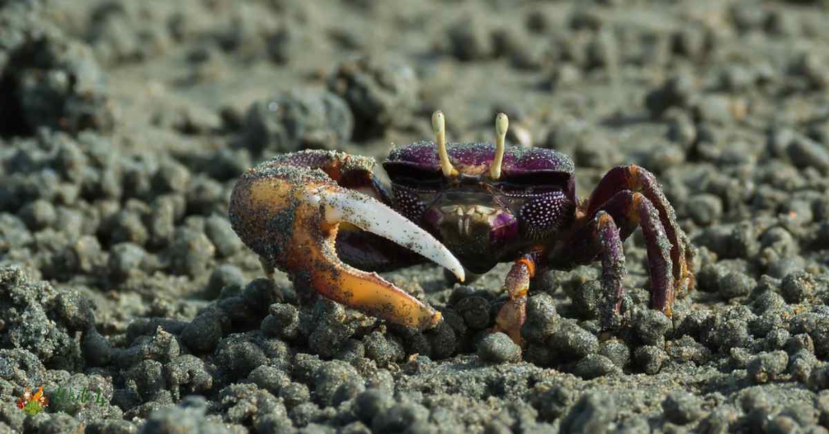West African Fiddler Crab