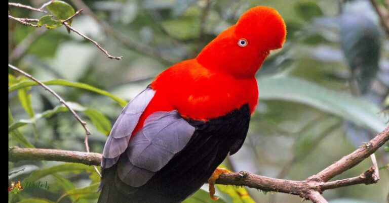 black and orange birds