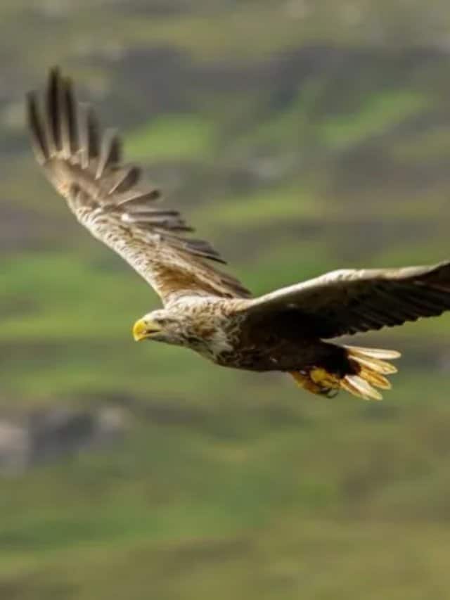 Rare White-tailed Eagle Spotted in Gwynedd after Centuries