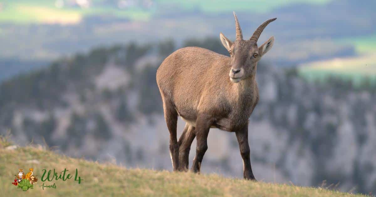 Alpine ibex (Stambecco delle Alpi)