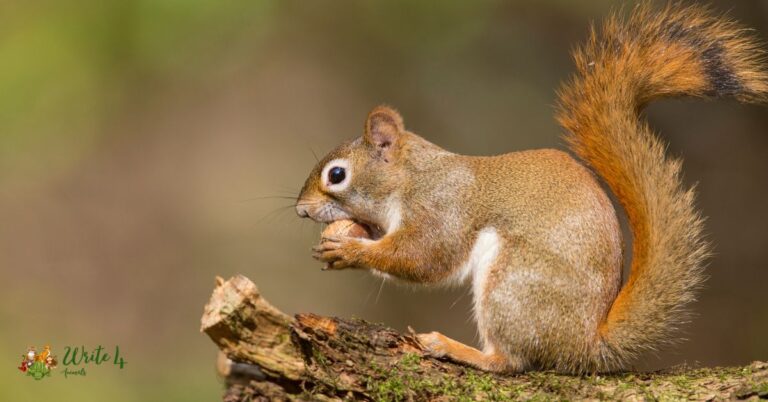 Animals in Ireland