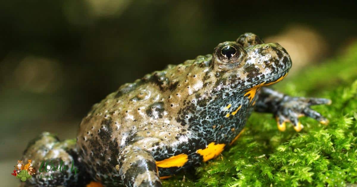 Apennine yellow-bellied toad (Ululone appenninico)