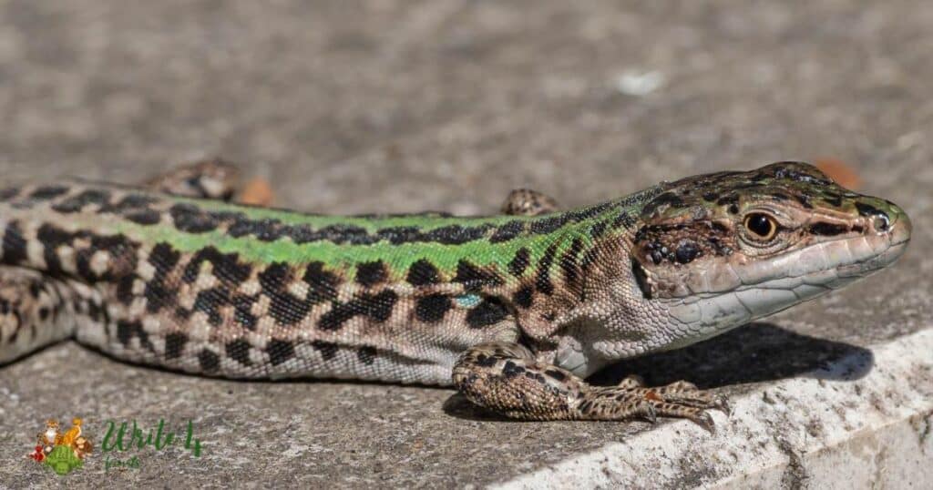 15 Italian animals | Animal of italy