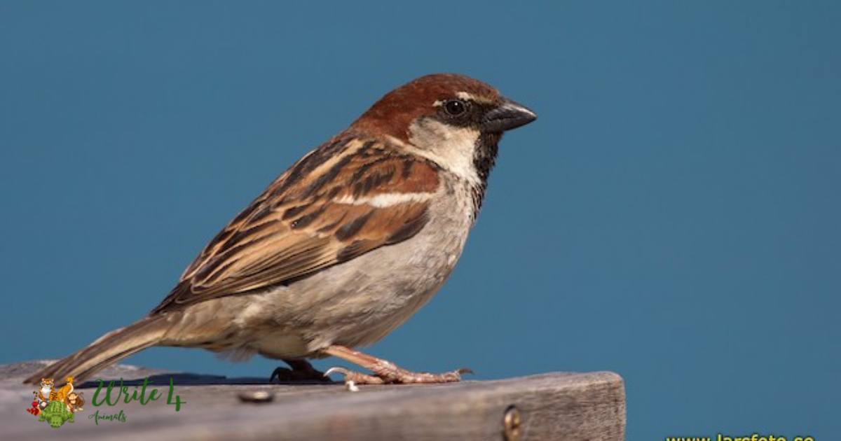 Italian sparrow (Passera italiana)