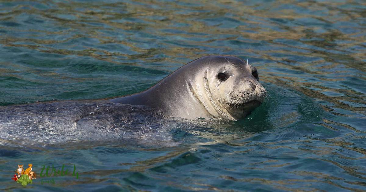 Mediterranean monk seal (Foca monaca mediterranea)