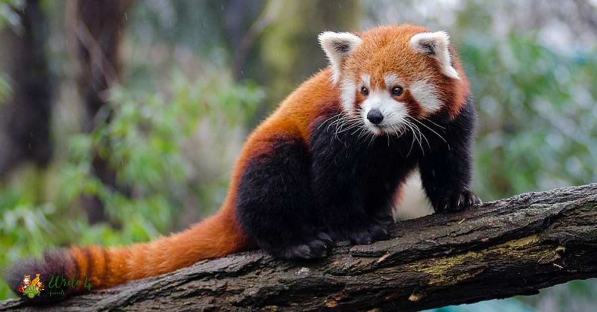 Red Panda 