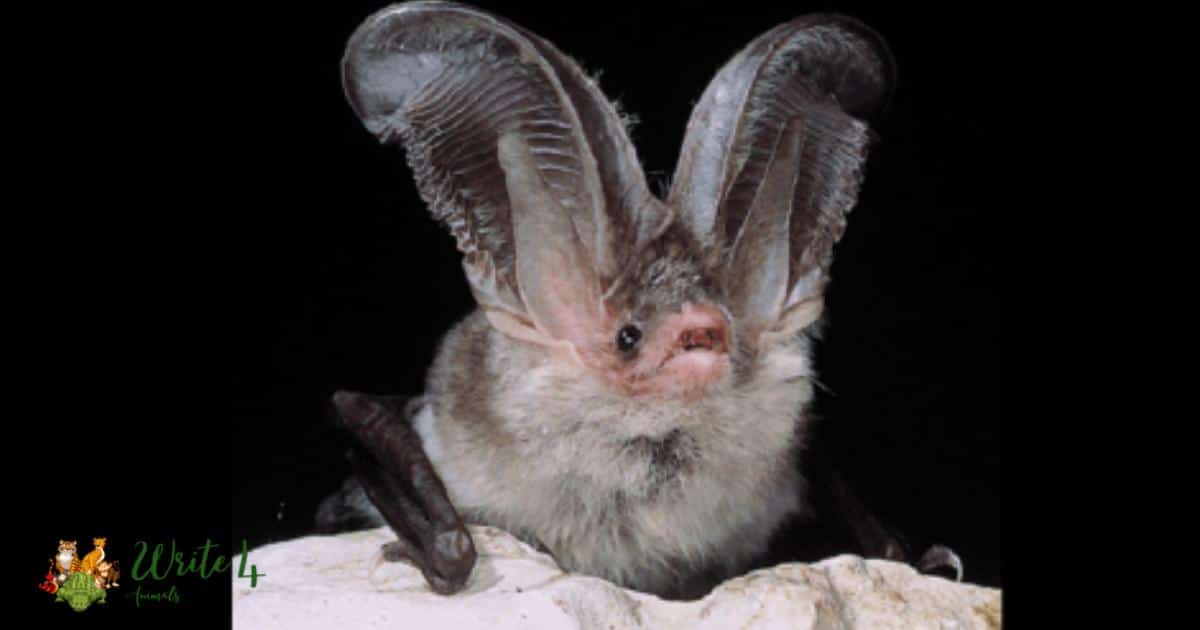 Sardinian long-eared bat (Pipistrello dalle lunghe orecchie sardo)