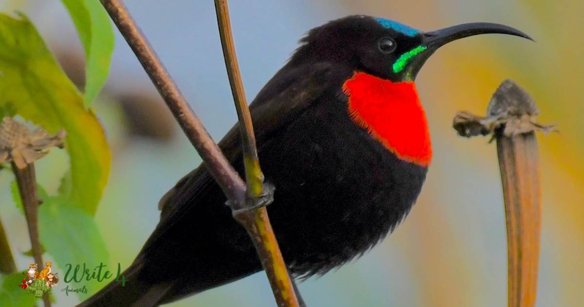 Scarlet-chested Sunbird (Chalcomitra senegalensis)