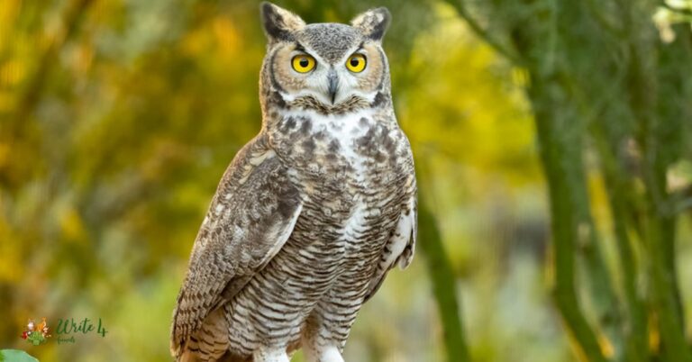 Taiga animals or Boreal forest animals