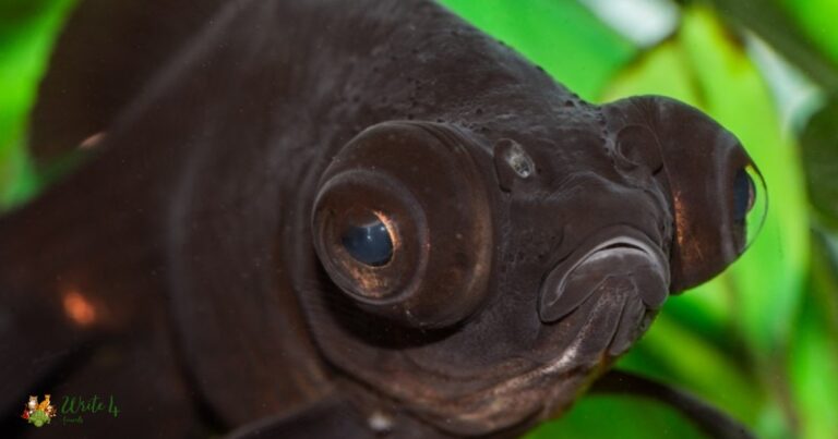 black fish with big eyes