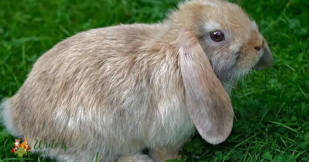 rabbits with Down syndrome