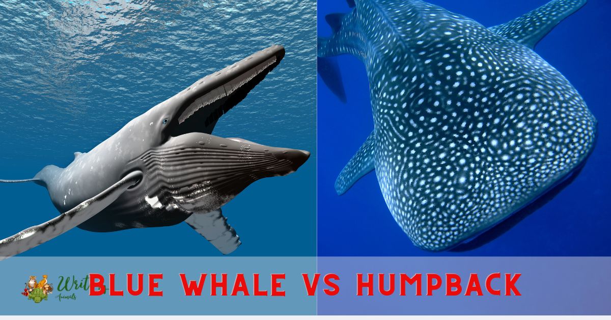 Blue Whale vs Humpback | Humpback vs Blue whale