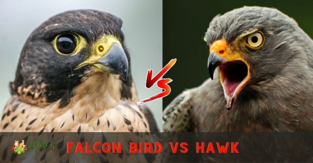Falcon bird vs Hawk Hawk bird vs Falcon